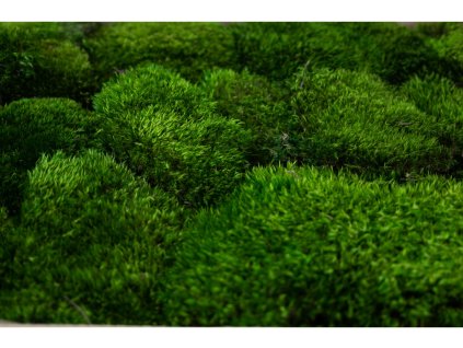 thin preserved provence moss cn 26