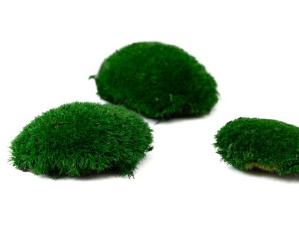 fire retardant preserved pole moss 5