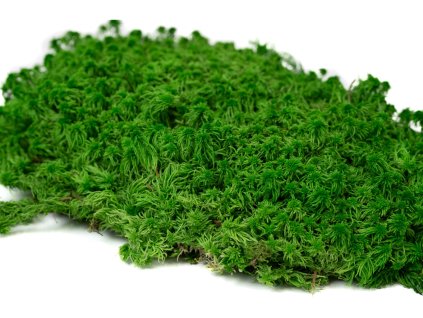 preserved sphagnum moss 5 cn