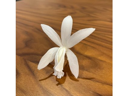Stabilizovane kvety Orchidea Cattleya - biele
