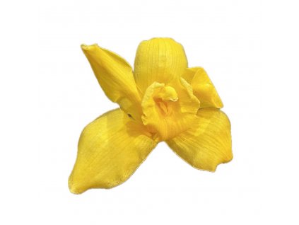 Stabilizovane kvety - Orchidea Cymbidium