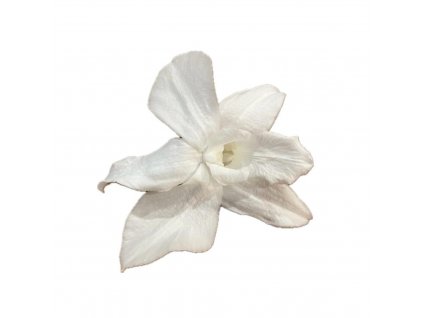 Stabilizovane kvety Orchidea Dendrobium - biele