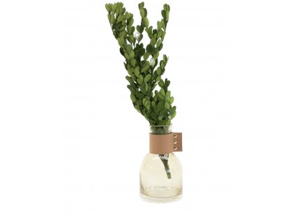 Stabilizovaný krušpán boxwood