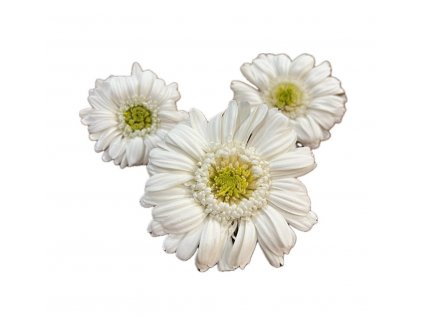 Stabilizovane kvety Gerbera - bielozeleny