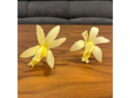 Stabilizovane kvety Orchidea Cattleya - zlte
