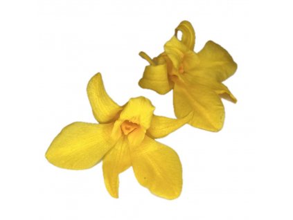 Stabilizovane kvety - Orchidea
