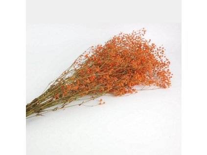stabilizovane kvety gypsophila