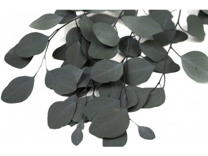 Stabilized Eucalyptus Populus - zelený
