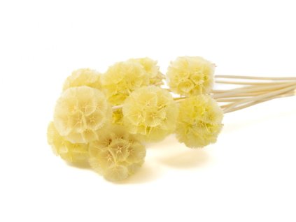 preserved scabiosa stellata 19