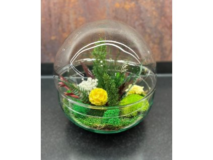 machove terarium