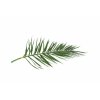 Stabilizovaný palmový list - Phoenix - zelená