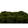 mood moss preserved bulk box nature green