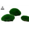 fire retardant preserved pole moss 5 cn