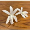 Stabilizovane kvety Orchidea Cattleya - biele