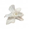 Stabilizovane kvety Orchidea Dendrobium - biele