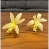 Stabilizovane kvety Orchidea Cattleya - zlte