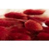 Sušené rastliny Lagurus červená