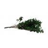 Stabilizované rastliny - Pittosporum zelený