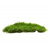 Plochý mach - Stabilizovaný - flat moss