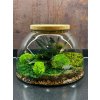 machove terarium