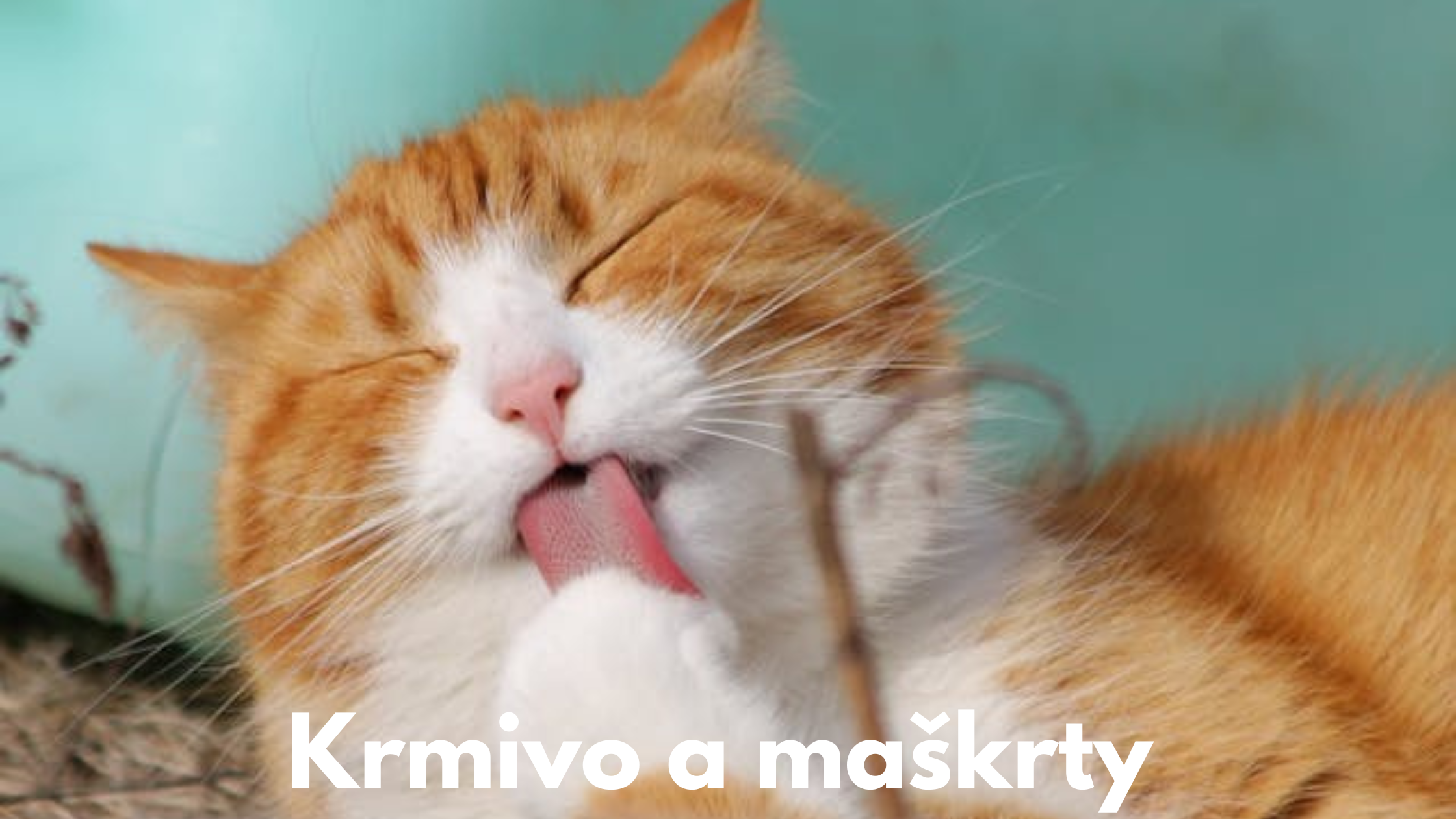 Krmivo, maškrty, doplnky stravy
