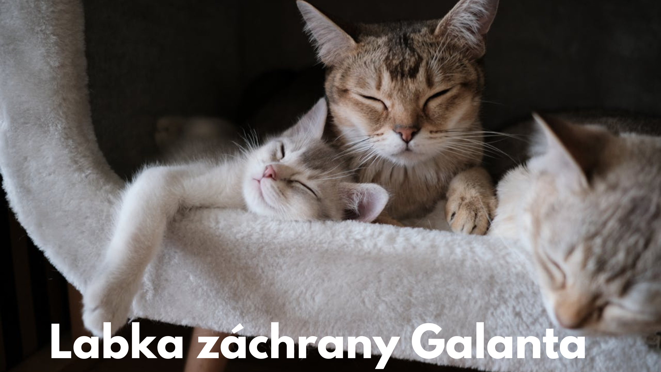 Labka záchrany Galanta