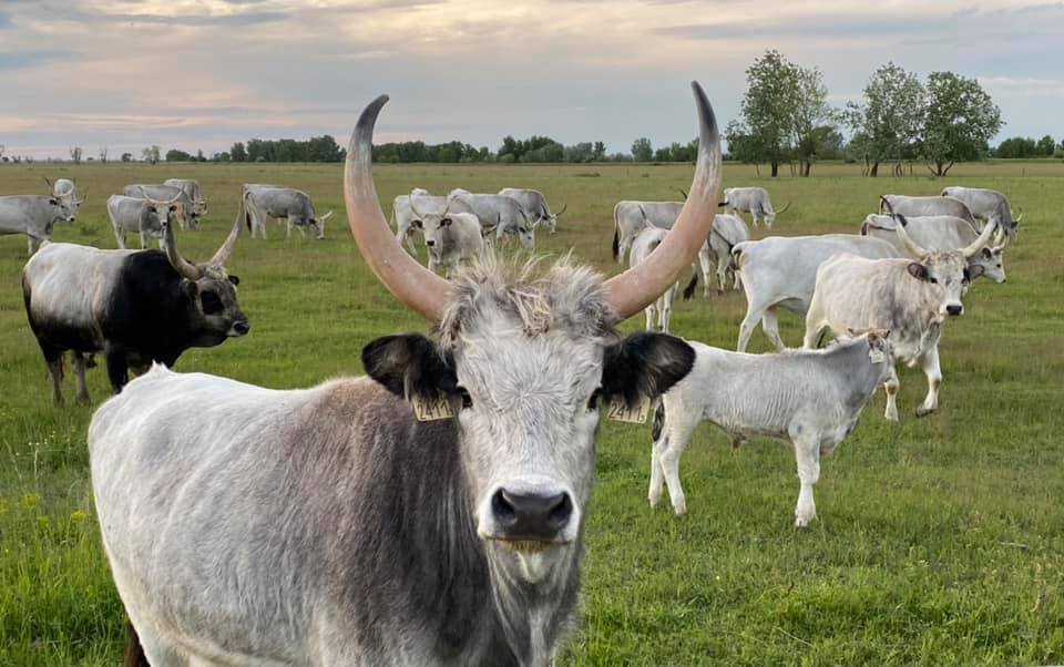 Objevte s námi kouzlo Szomoru (část 1.)