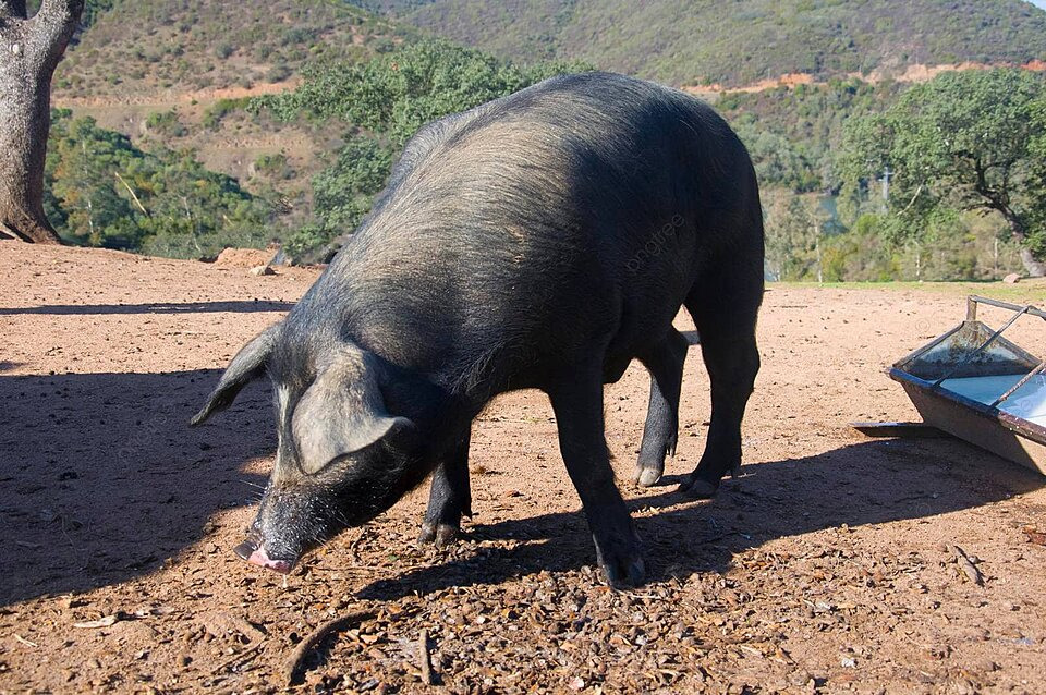pngtree-in-search-of-acorns-during-autumn-in-spain-a-large-black-iberian-pig-roams-photo-image_34915070