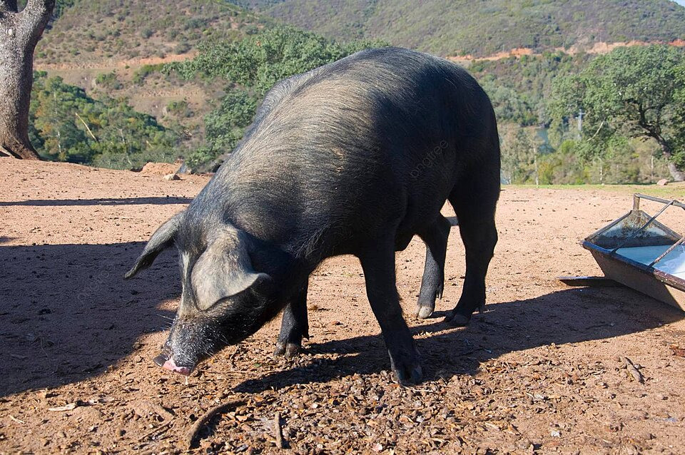 pngtree-in-search-of-acorns-during-autumn-in-spain-a-large-black-iberian-pig-roams-photo-image_34915070