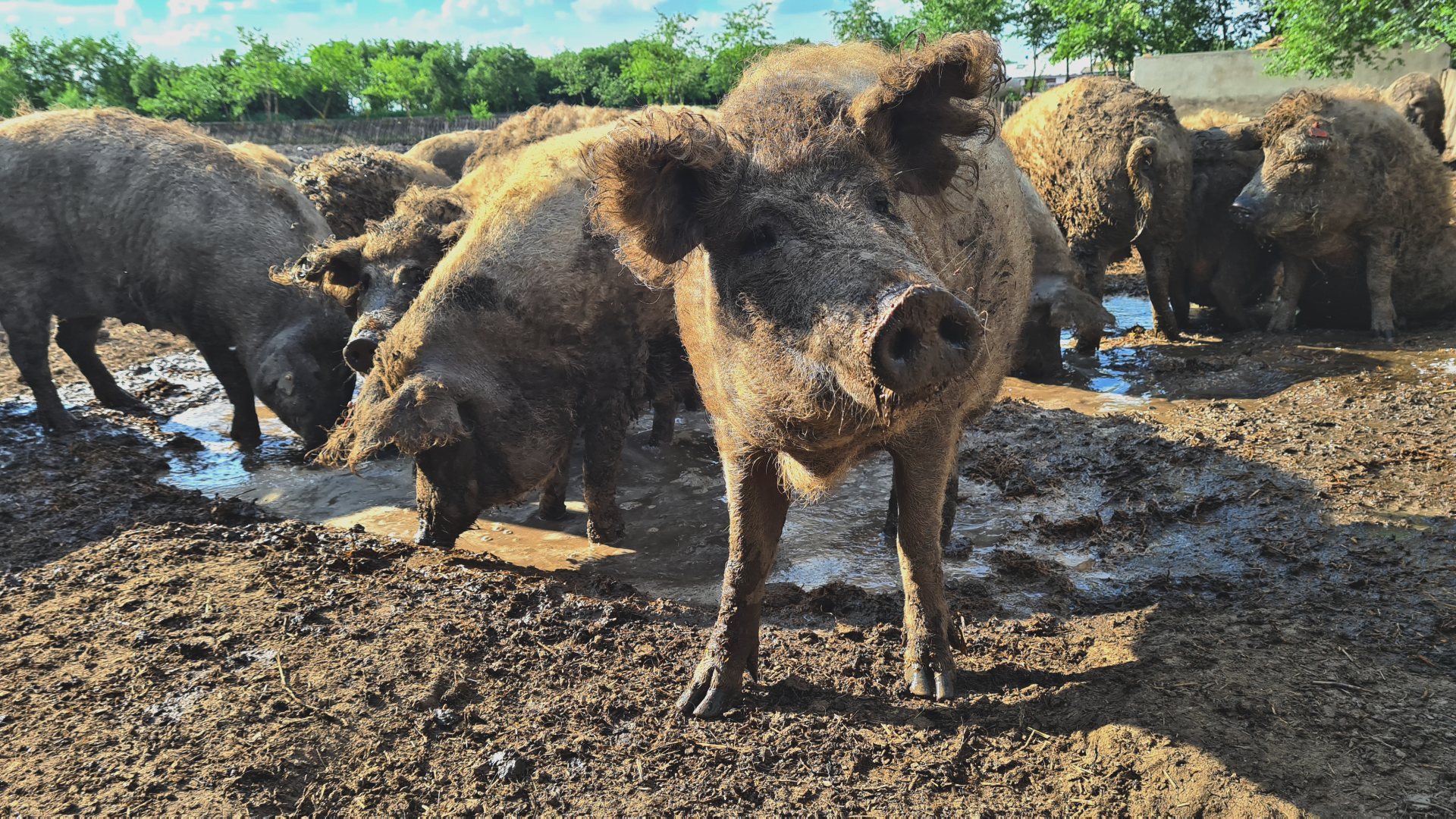 slider-mangalica1