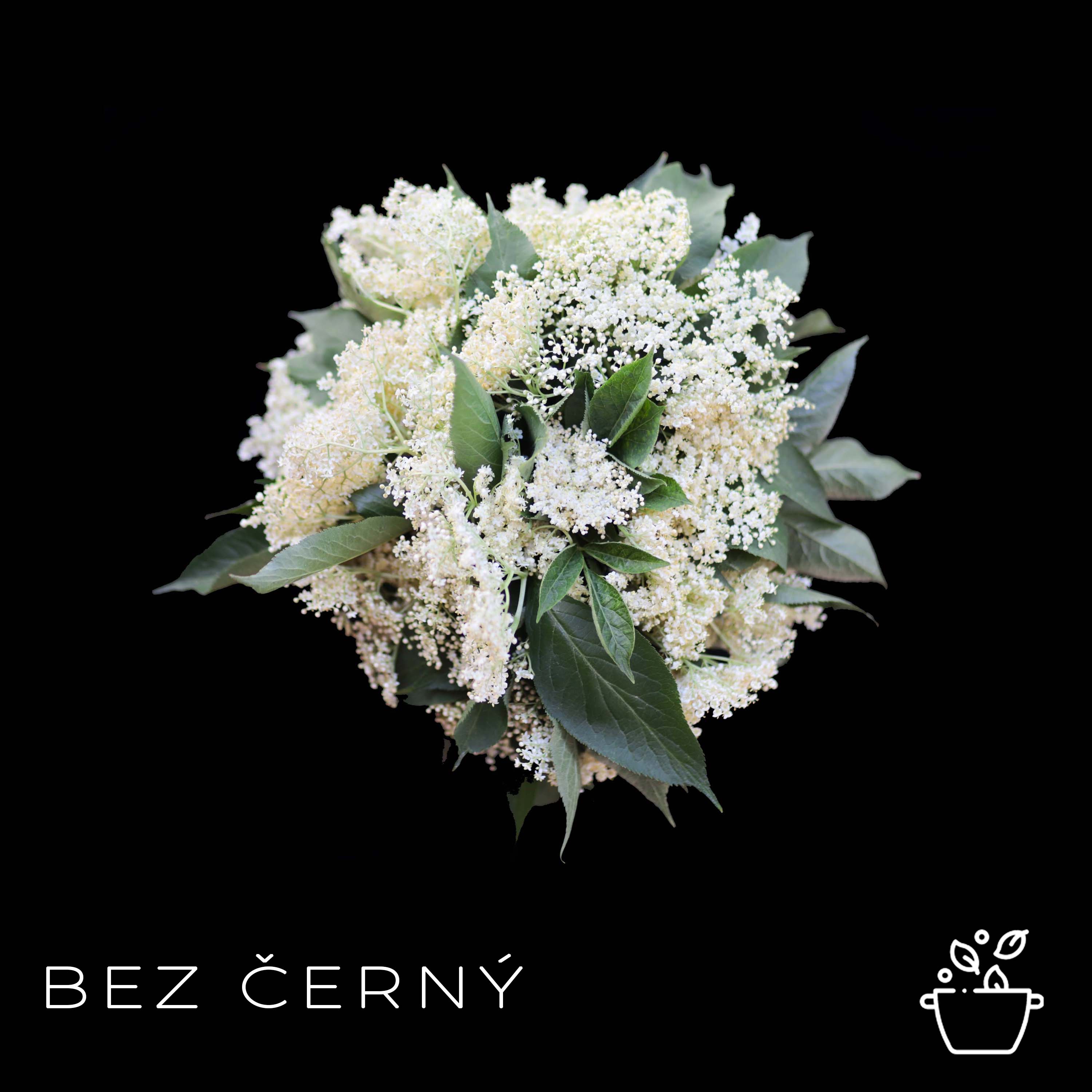 Bez černý - tipy a recepty