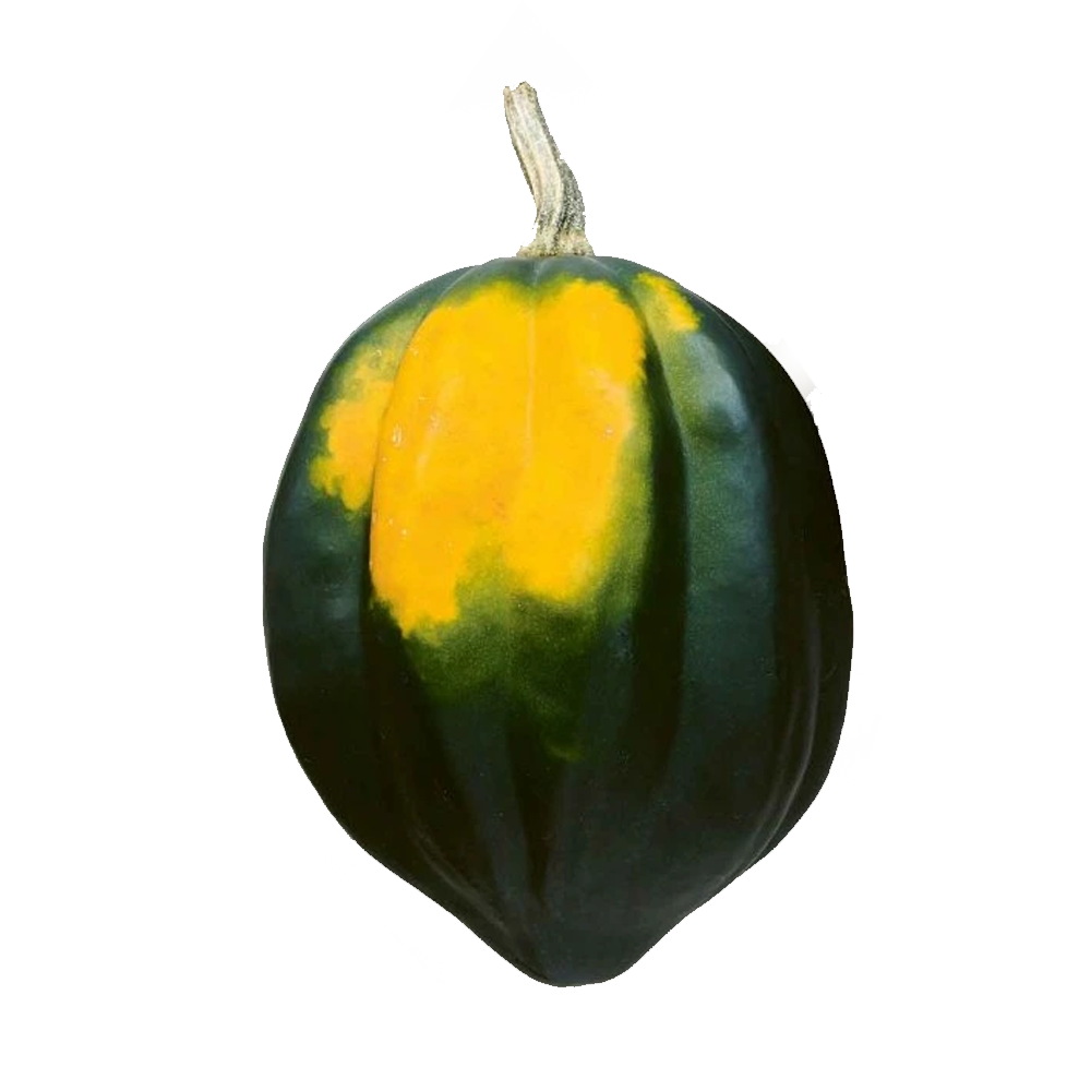 Žaludová dýně