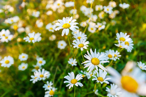 Domácnost a ekzémy