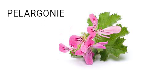 PELARGONIE_1