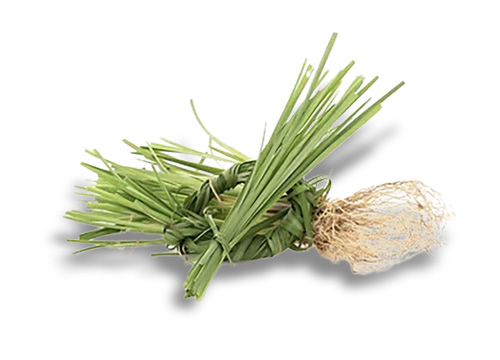 Vetiver