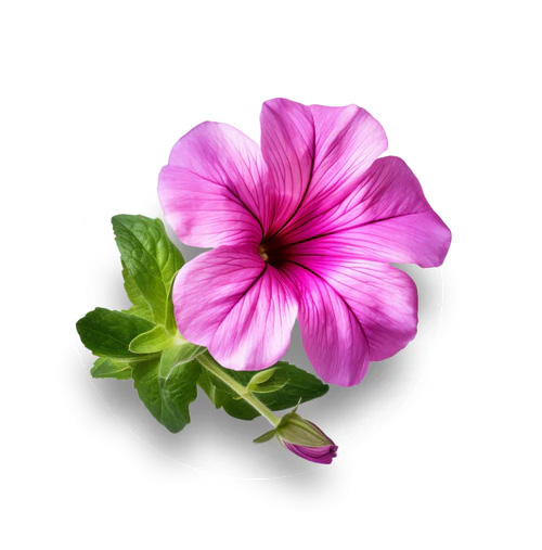 Geranium
