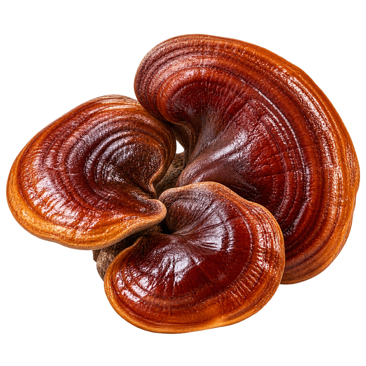 Houba Reishi v kosmetice