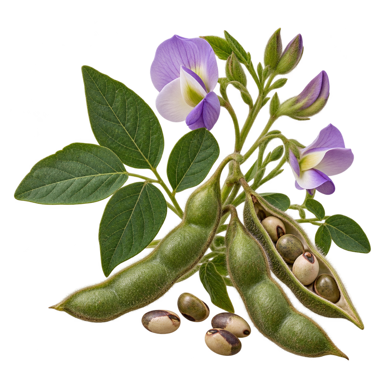 Vigna aconitifolia rostlinná alternativa retinolu