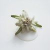 03 ingredient edelweiss in cream