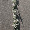 21 supporting flower shadow