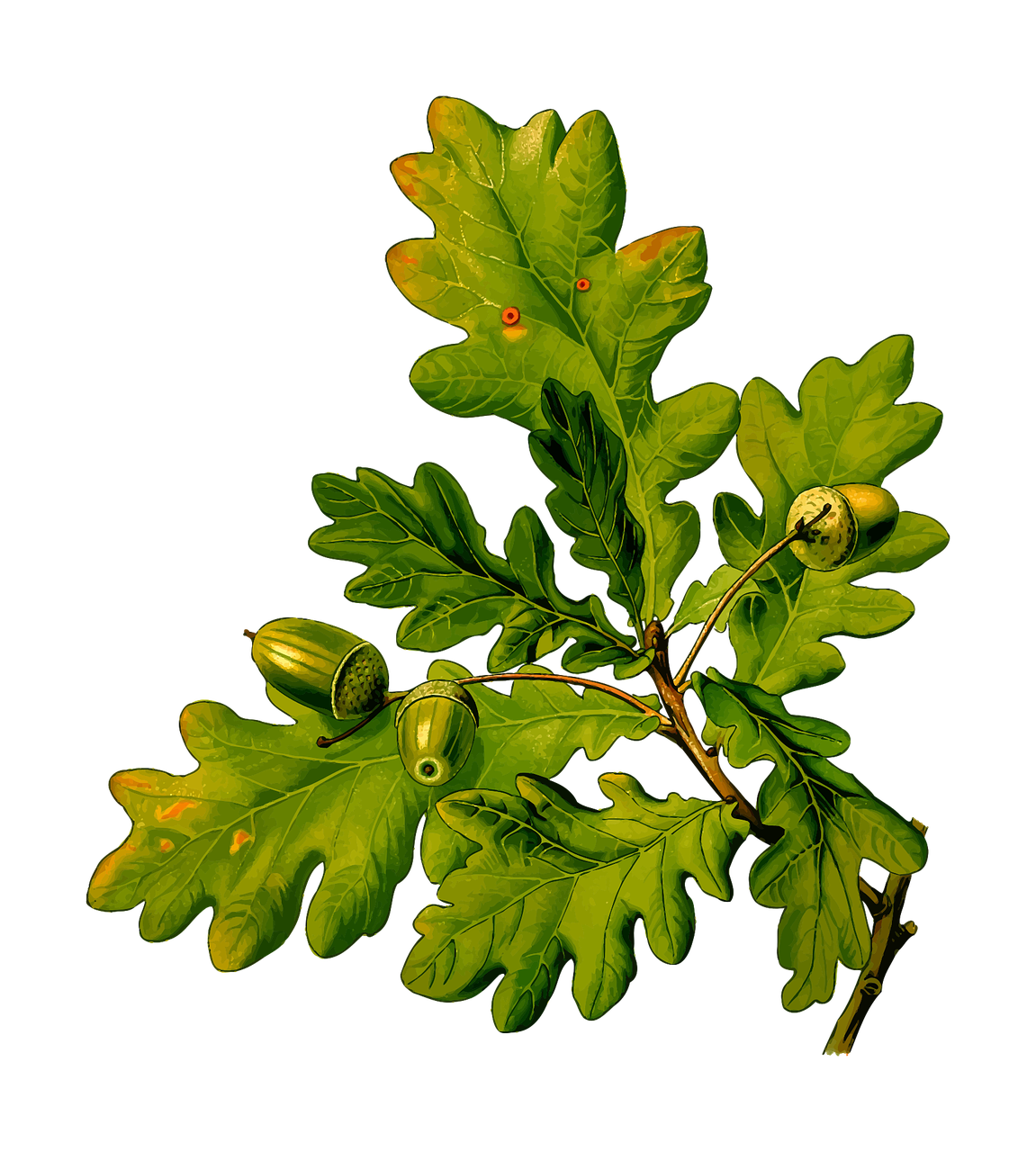 branch-1299946_1280_1