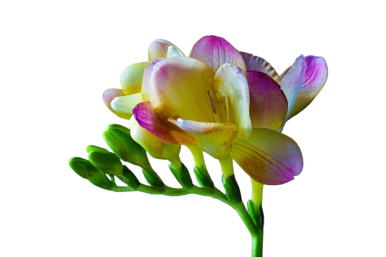 freesia-2103569_1280-PhotoRoom-min