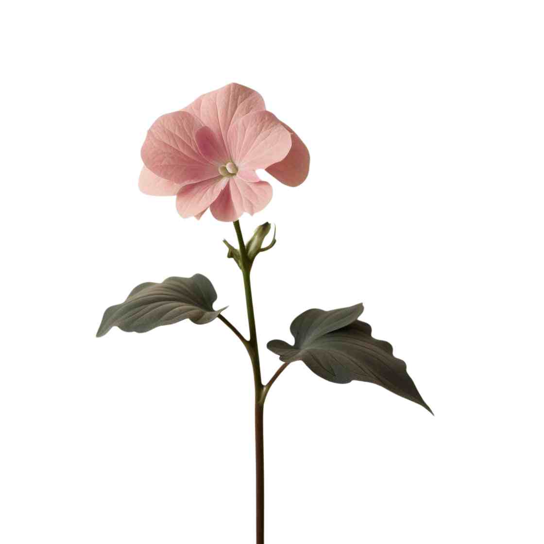 geranium