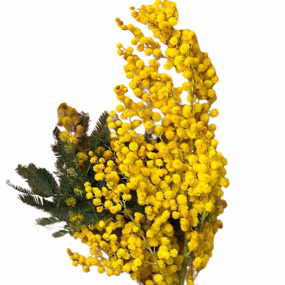 mimosa