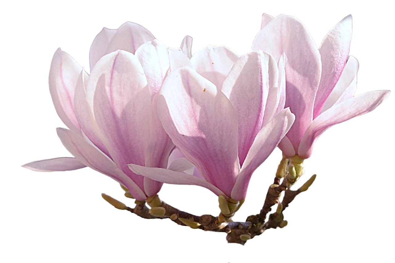tulip-magnolia-1325396_1280-PhotoRoom-min
