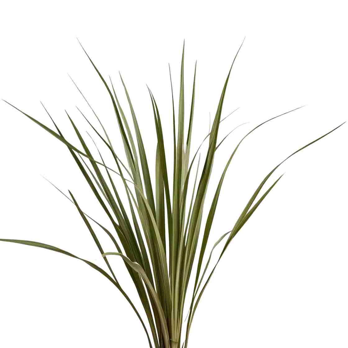 vetiver