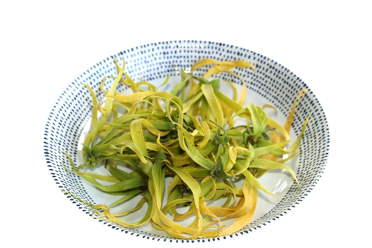ylang-ylang-2148082_1280-min