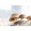 GanoPet Shiitake gomba por (3)