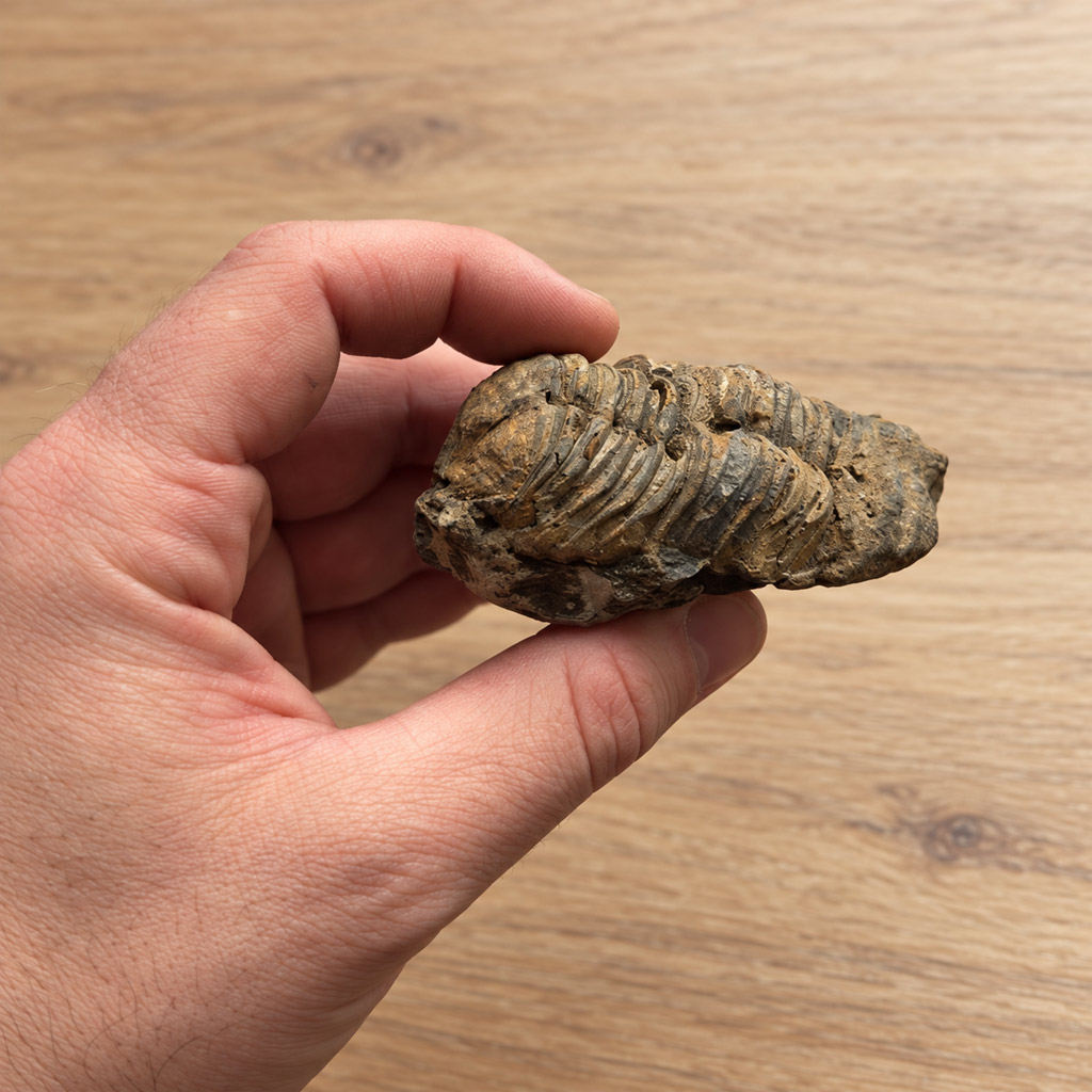 trilobit-5