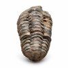 trilobit 7